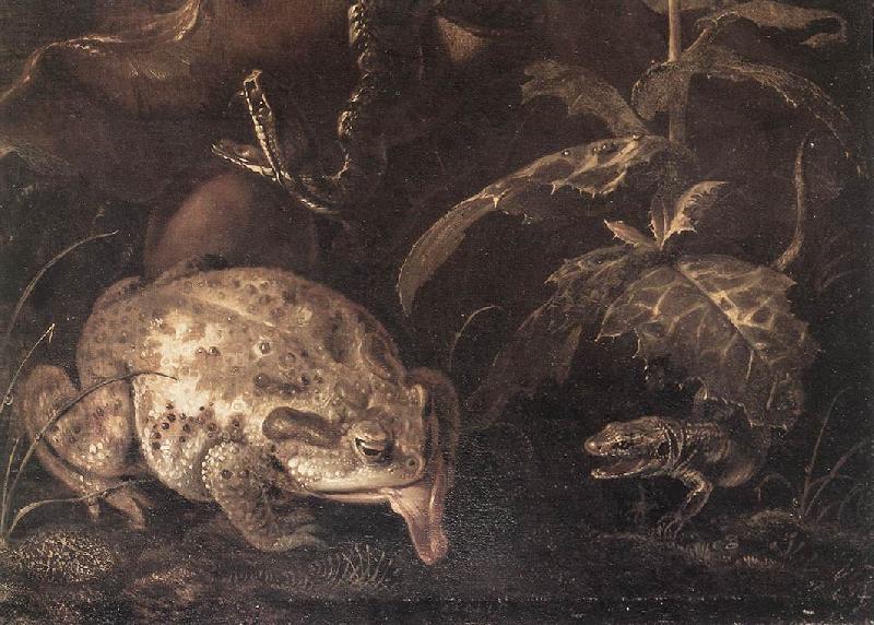 SCHRIECK, Otto Marseus van Still-Life with Insects and Amphibians (detail) qr oil painting picture